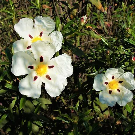 Casa Do Poco Prázdninový dům Loulé