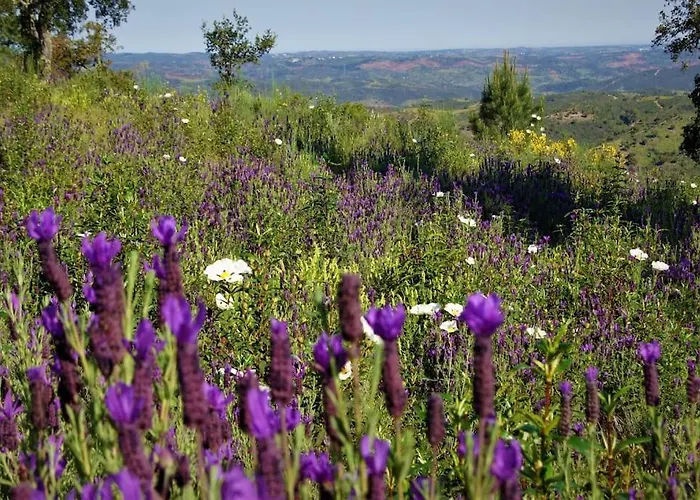 בית נופש Casa Do Poco