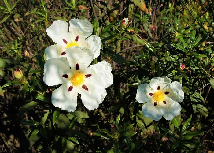 Casa Do Poco בית נופש לואה